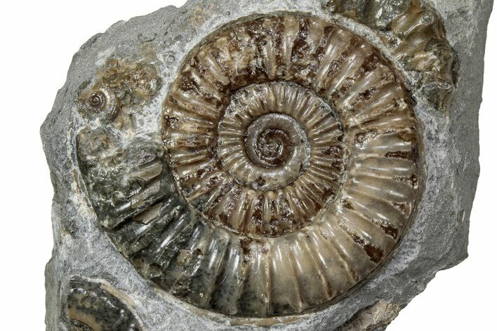 Jurassic Ammonite (Promicroceras) Fossil - Lyme Regis #357114